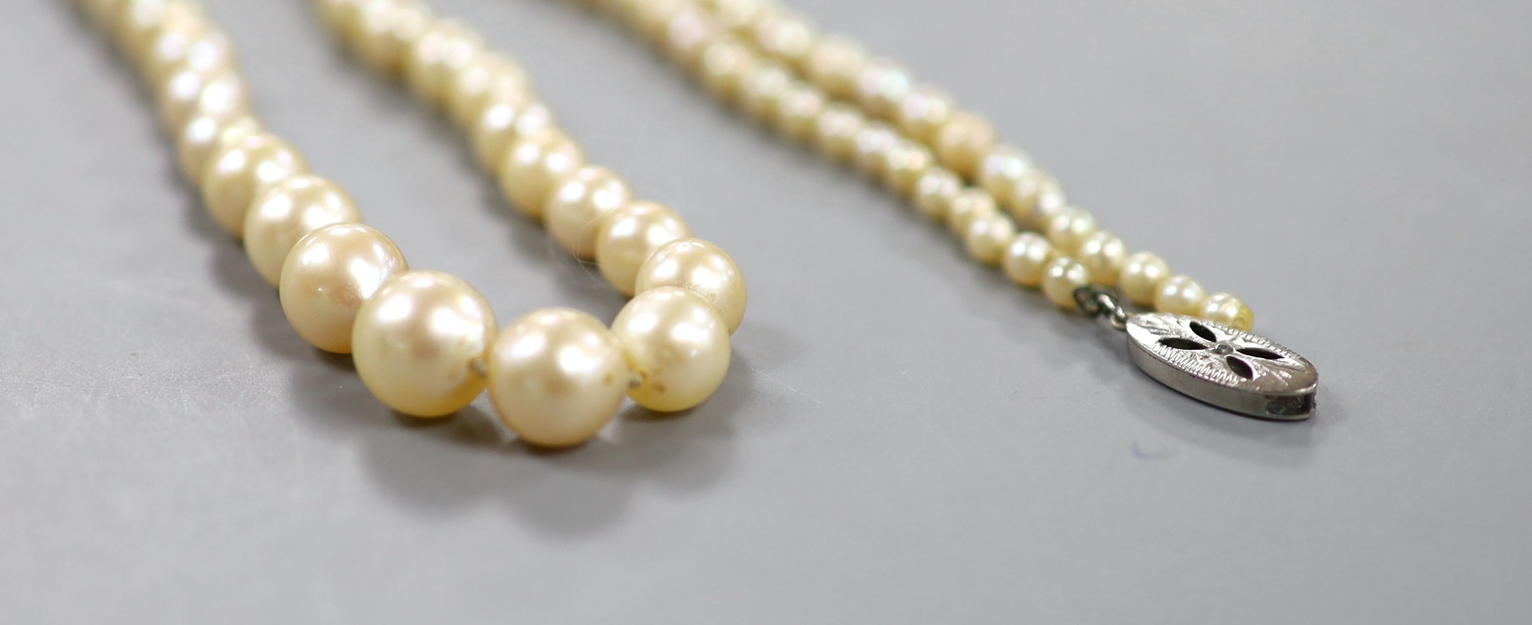 A single strand graduated cultured pearl necklace, with detaches white metal clasp, 44cm.